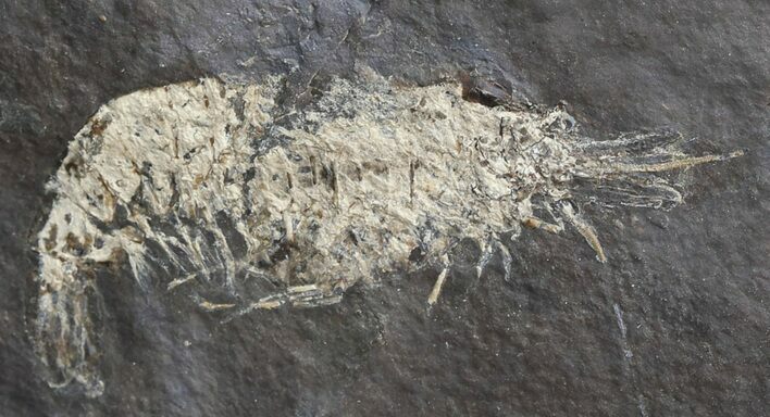 Carboniferous Shrimp-Like Crustacean (Tealliocaris) - Scotland #44407